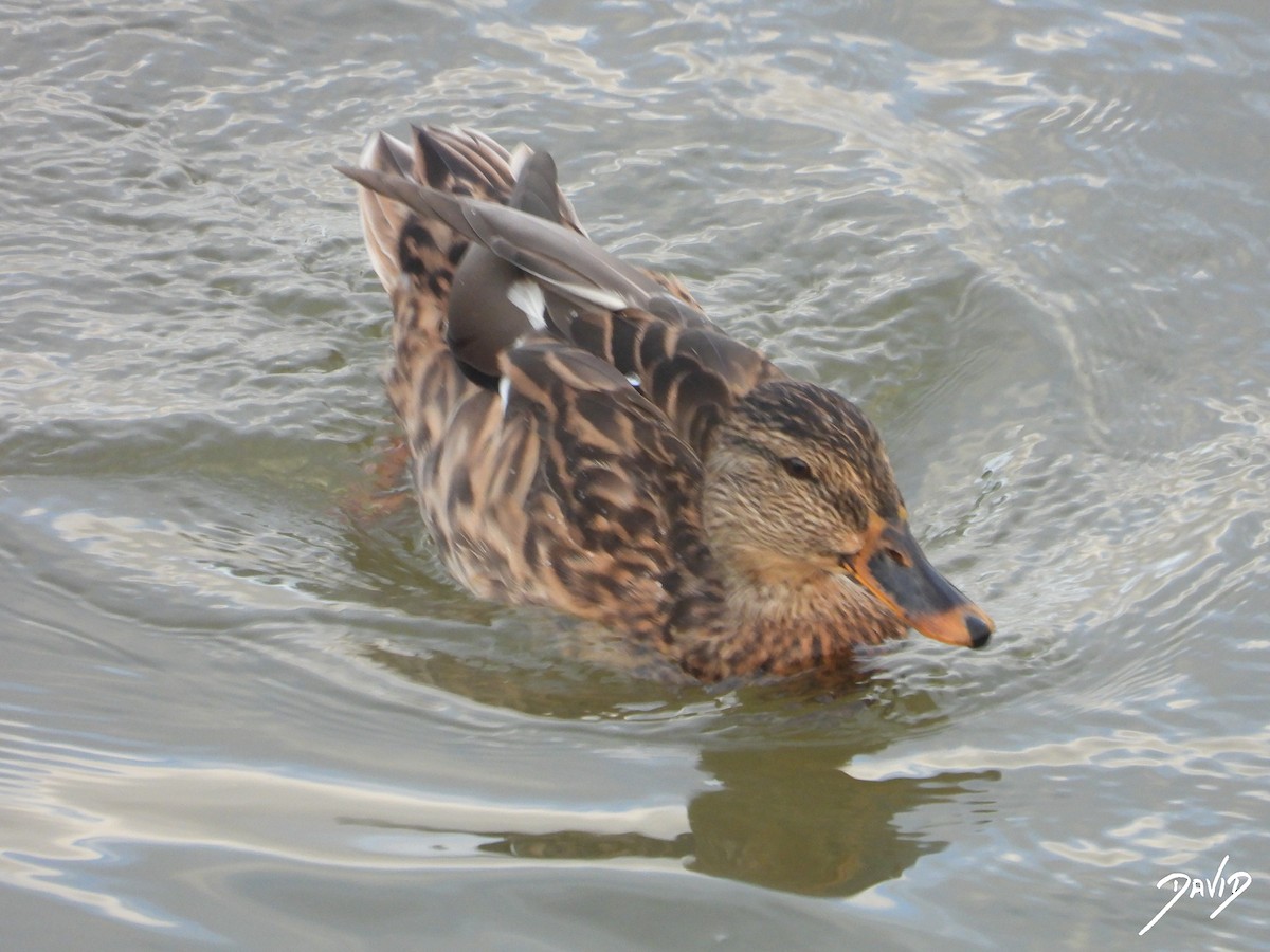 Canard colvert - ML644473242