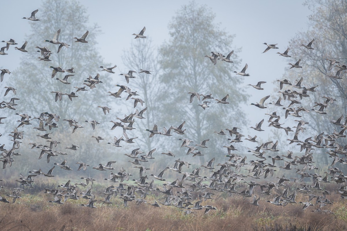 Шовтгор алаг нугас - ML644473243
