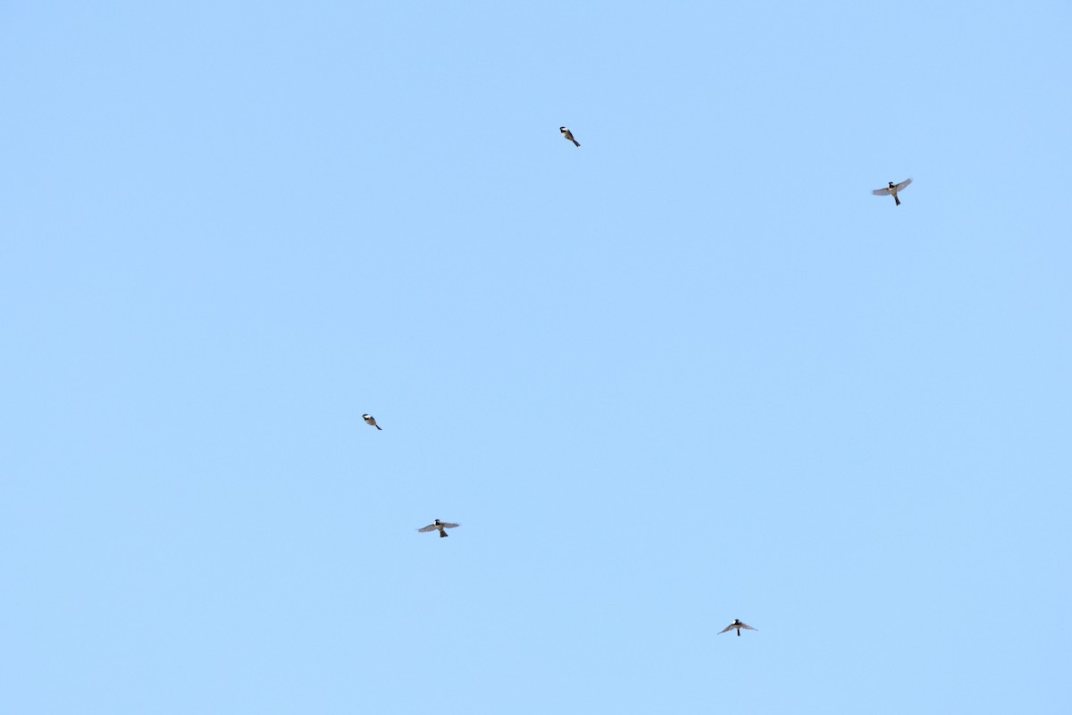 Amerika Baştankarası - ML644473253