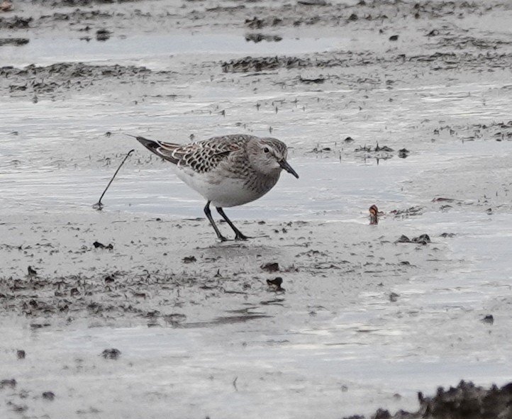 White-rumped Sandpiper - ML644473254