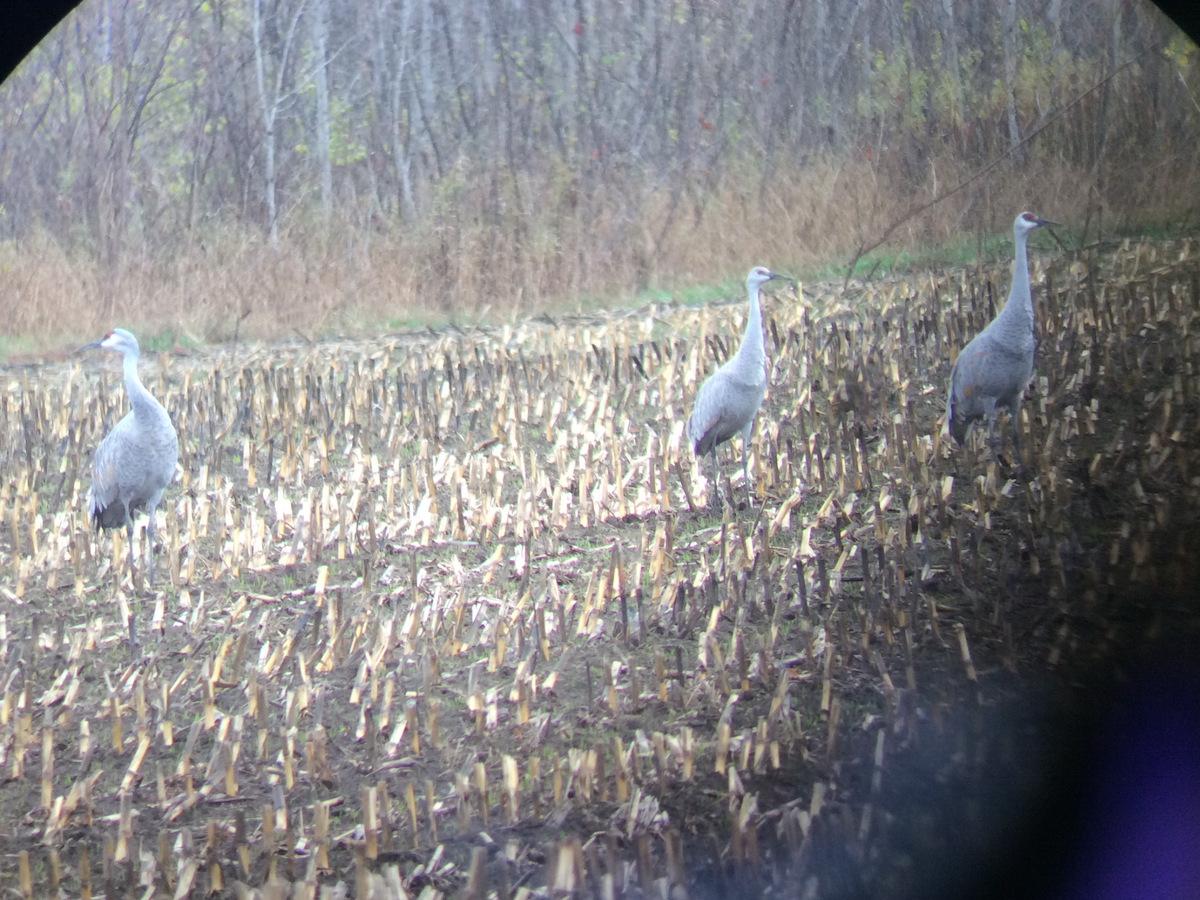Sandhill Crane - ML644473258