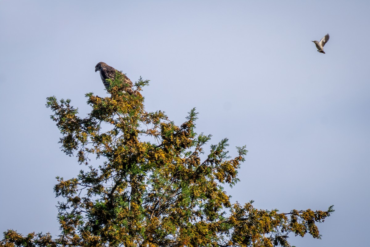 Пересмішник багатоголосий - ML644473259