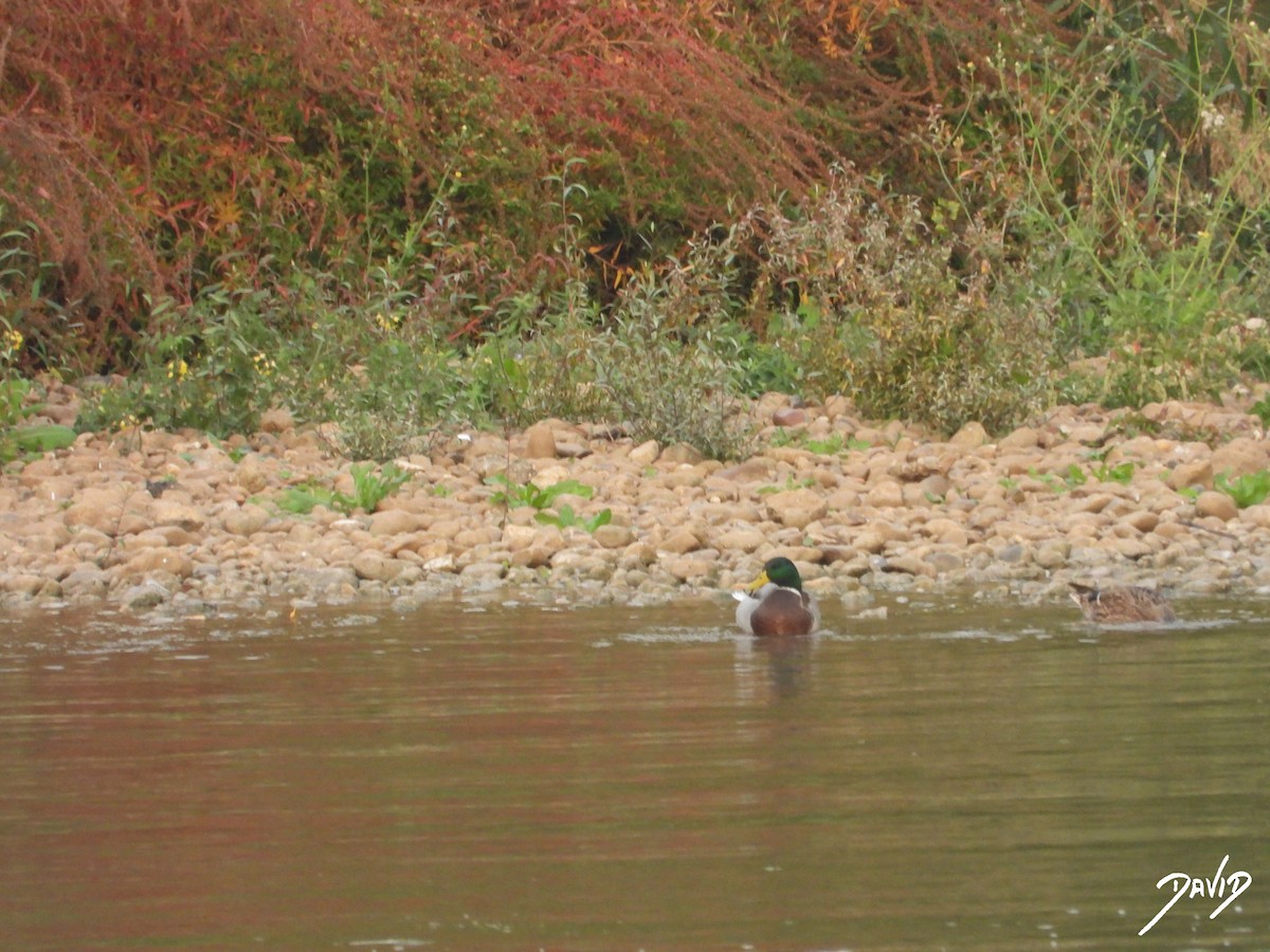 Canard colvert - ML644473281