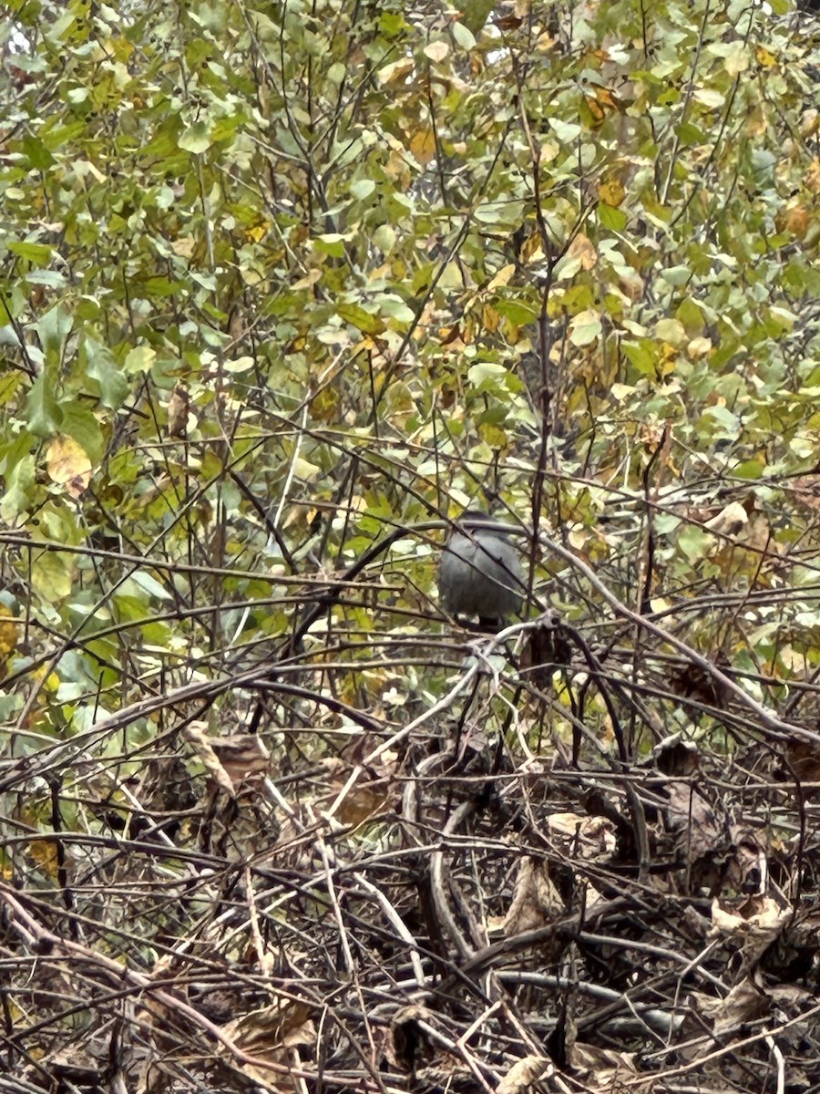 Gray Catbird - ML644473282