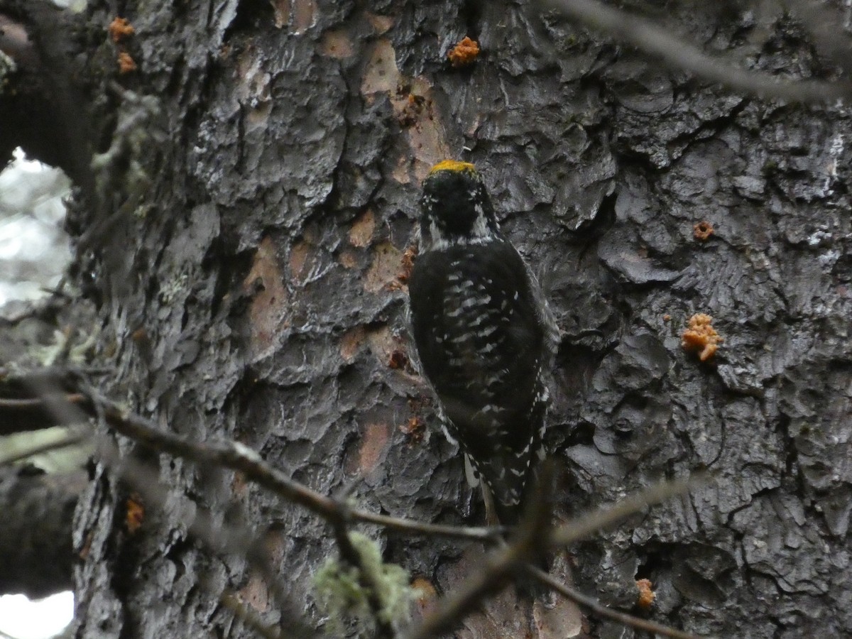 American Three-toed Woodpecker - ML644473283