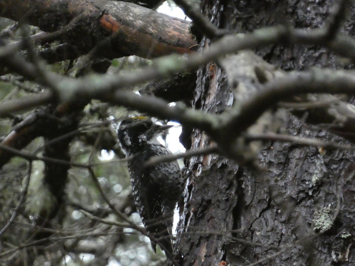 American Three-toed Woodpecker - ML644473284