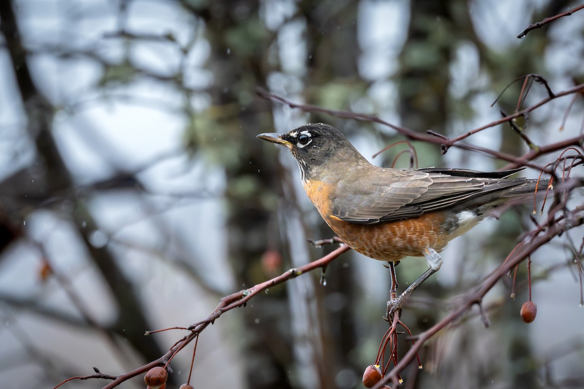 American Robin - ML644473287