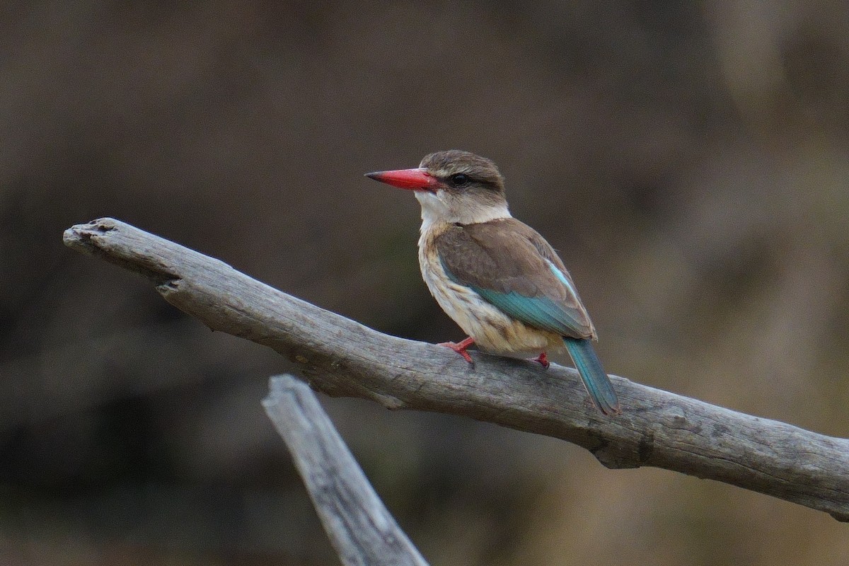 Brown-hooded Kingfisher - ML644473296