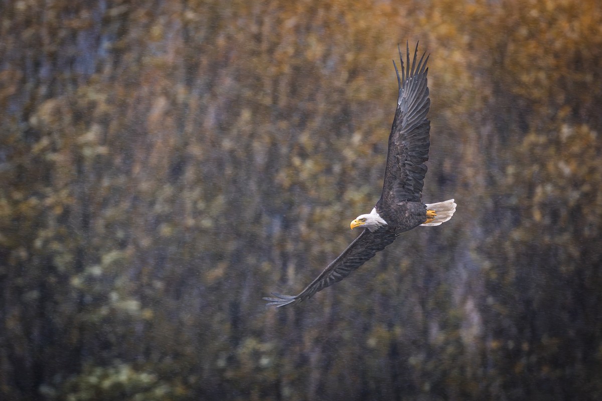 Bald Eagle - ML644473297