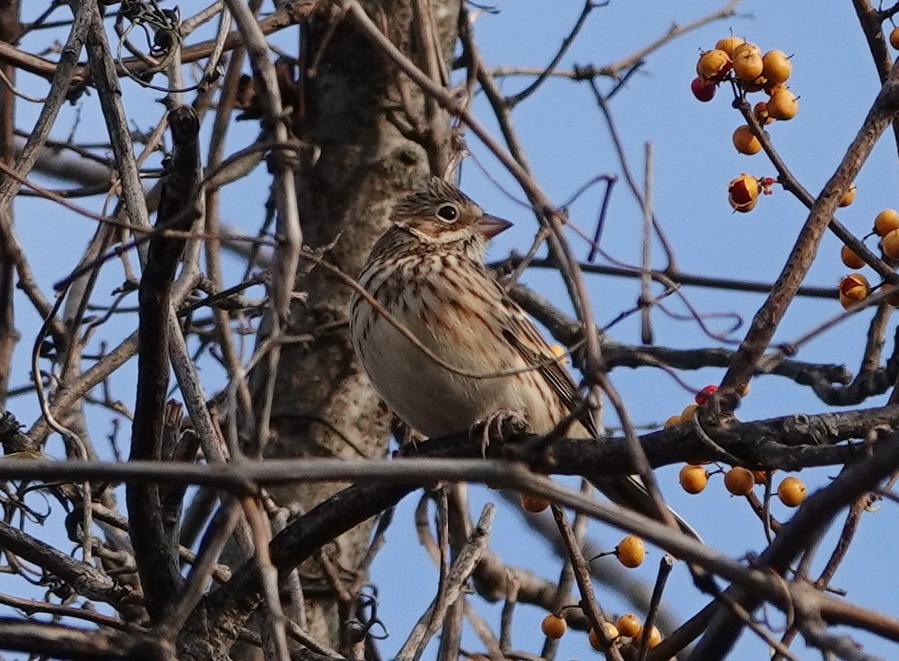 Vesper Sparrow - ML644473300