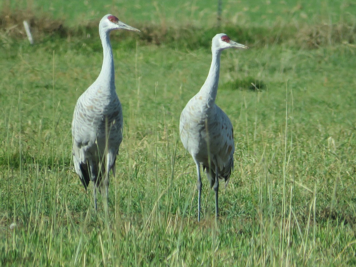 Sandhill Crane - ML644473329