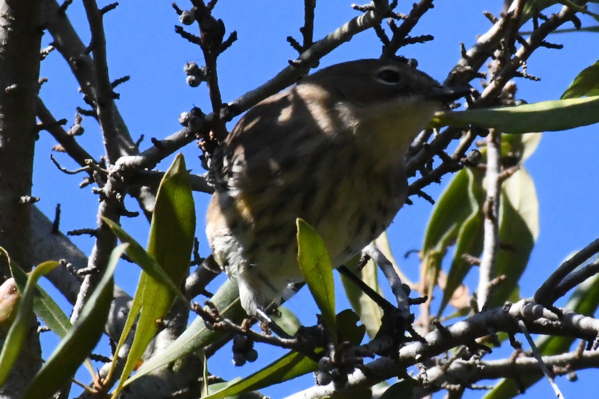Yellow-rumped Warbler (Myrtle) - ML644473340