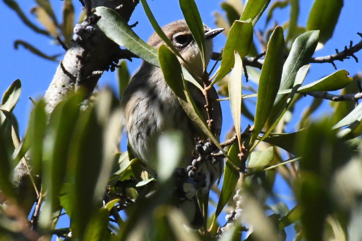 Yellow-rumped Warbler (Myrtle) - ML644473341