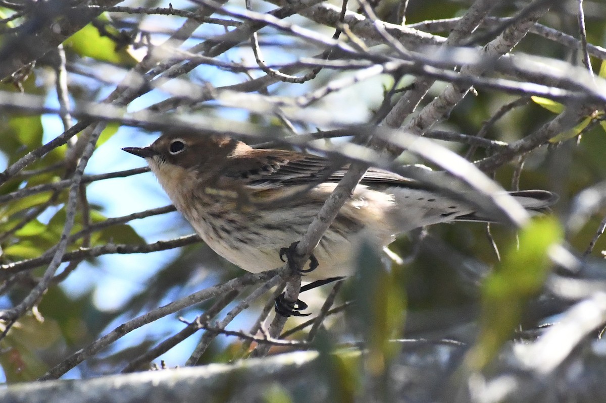 Yellow-rumped Warbler (Myrtle) - ML644473342