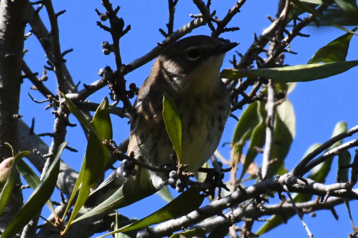 Yellow-rumped Warbler (Myrtle) - ML644473343