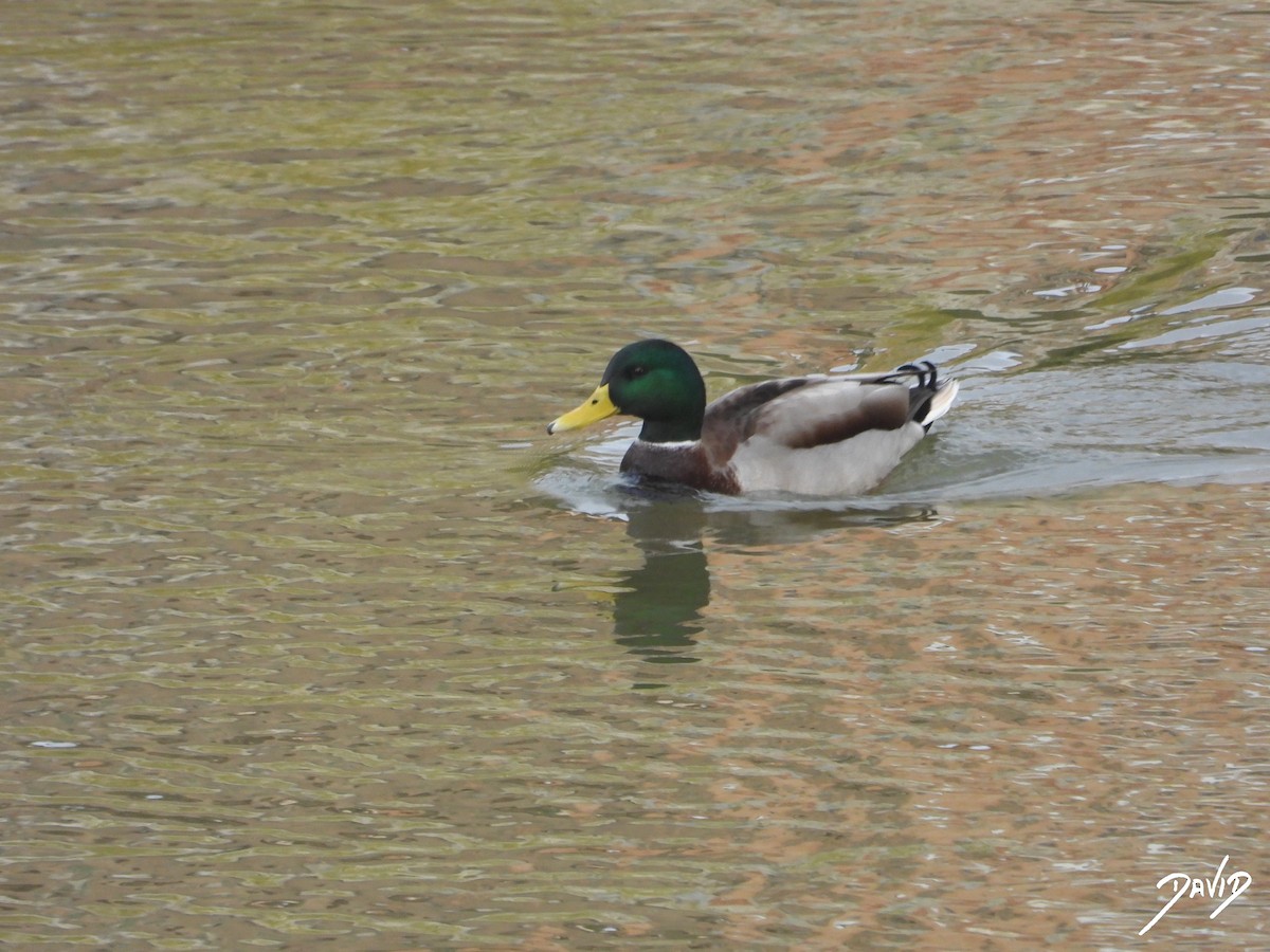 Canard colvert - ML644473346