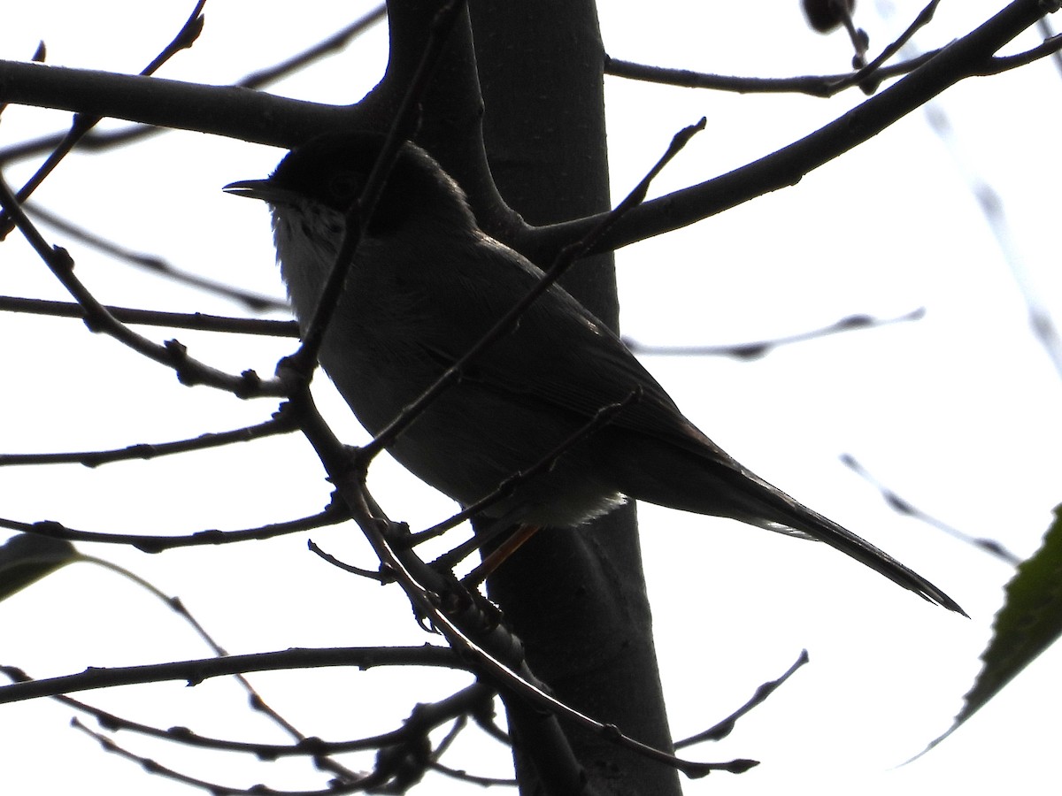 Fauvette mélanocéphale - ML644473353