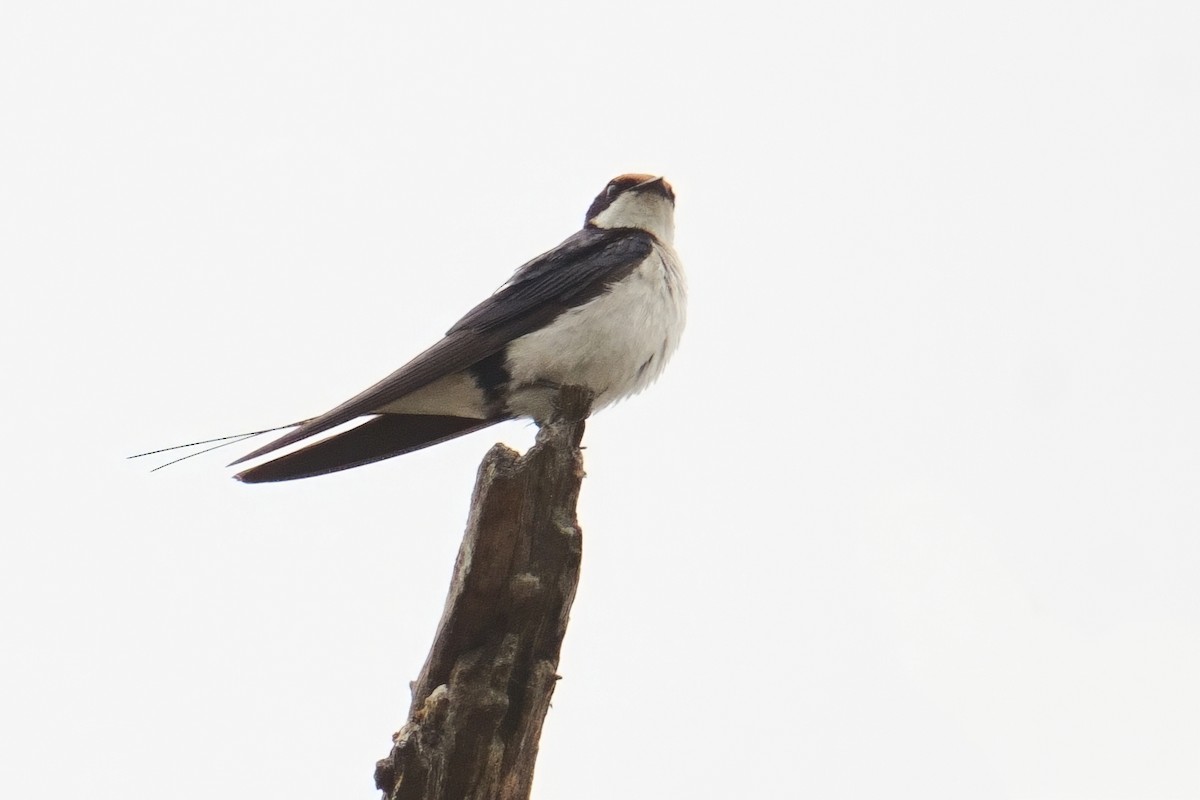 Wire-tailed Swallow - ML644473362