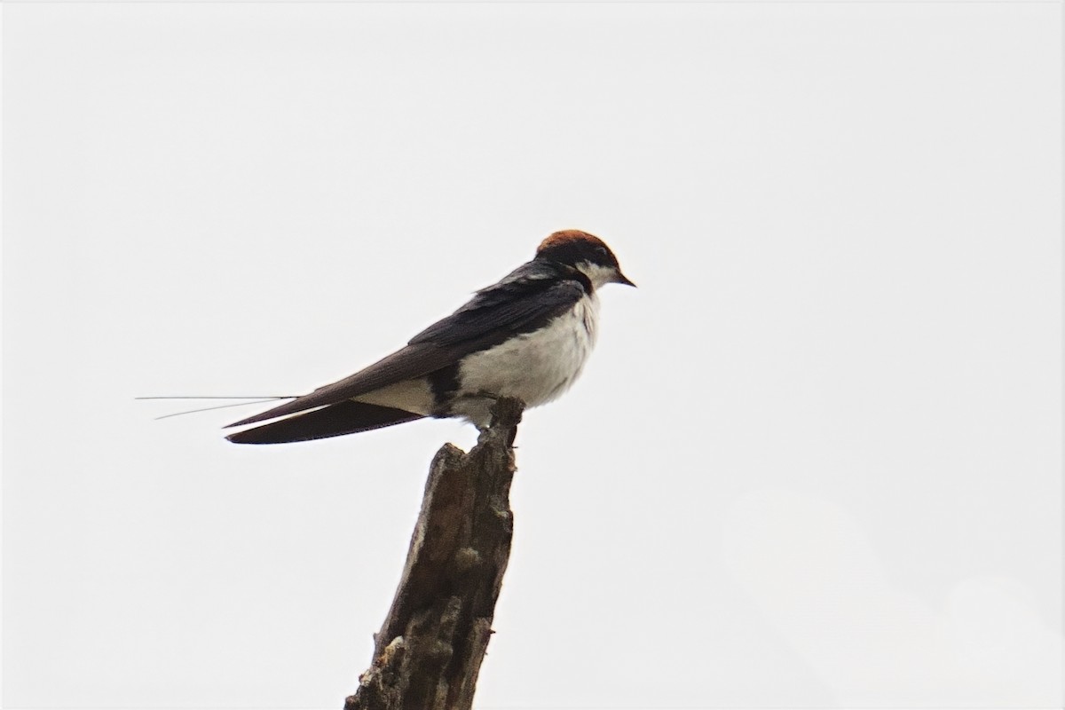 Wire-tailed Swallow - ML644473363