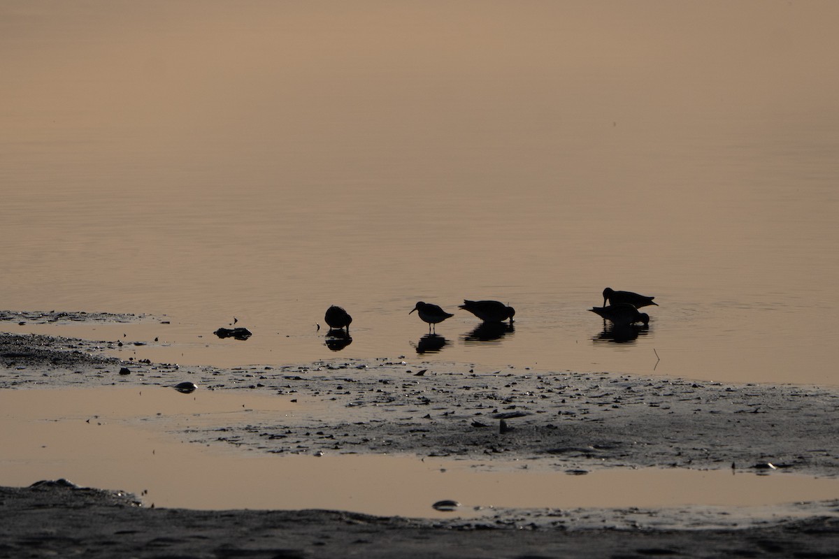 enkeltbekkasin - ML644473364