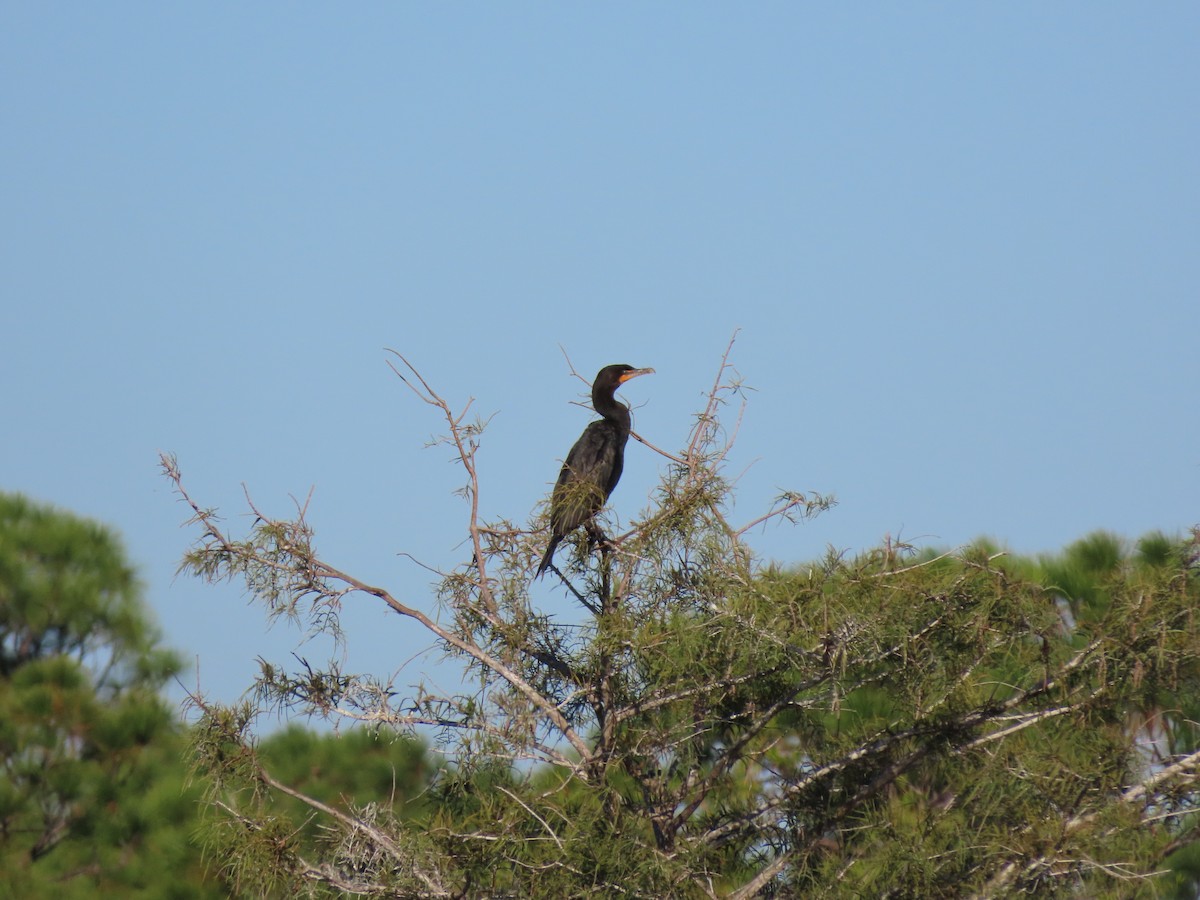 Double-crested Cormorant - ML644473367