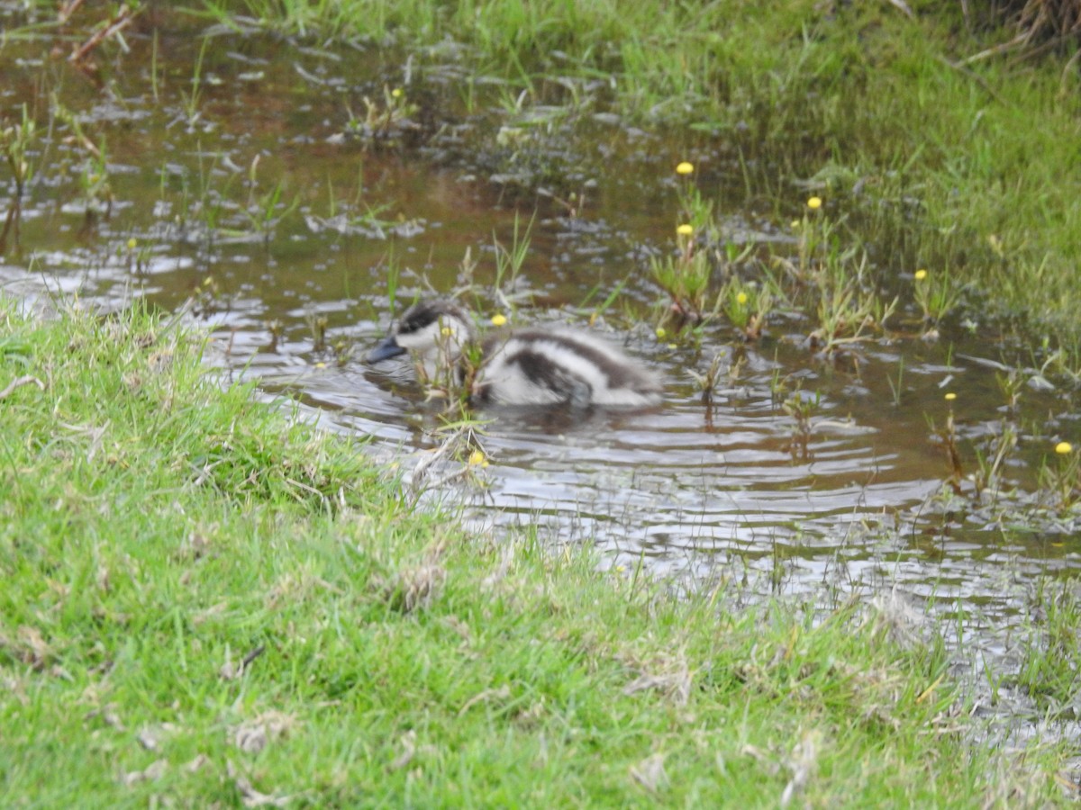 Paradiesgans - ML644473379