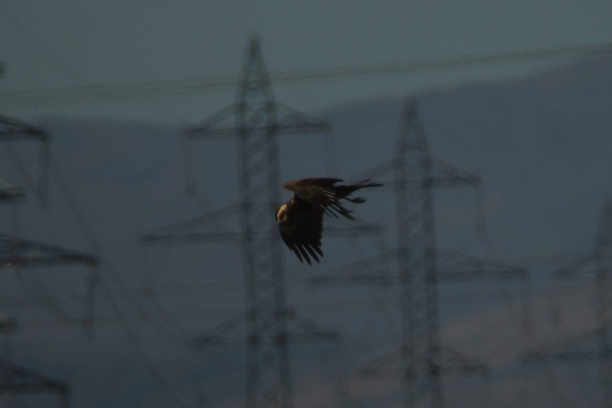 Western Marsh Harrier - ML644473380