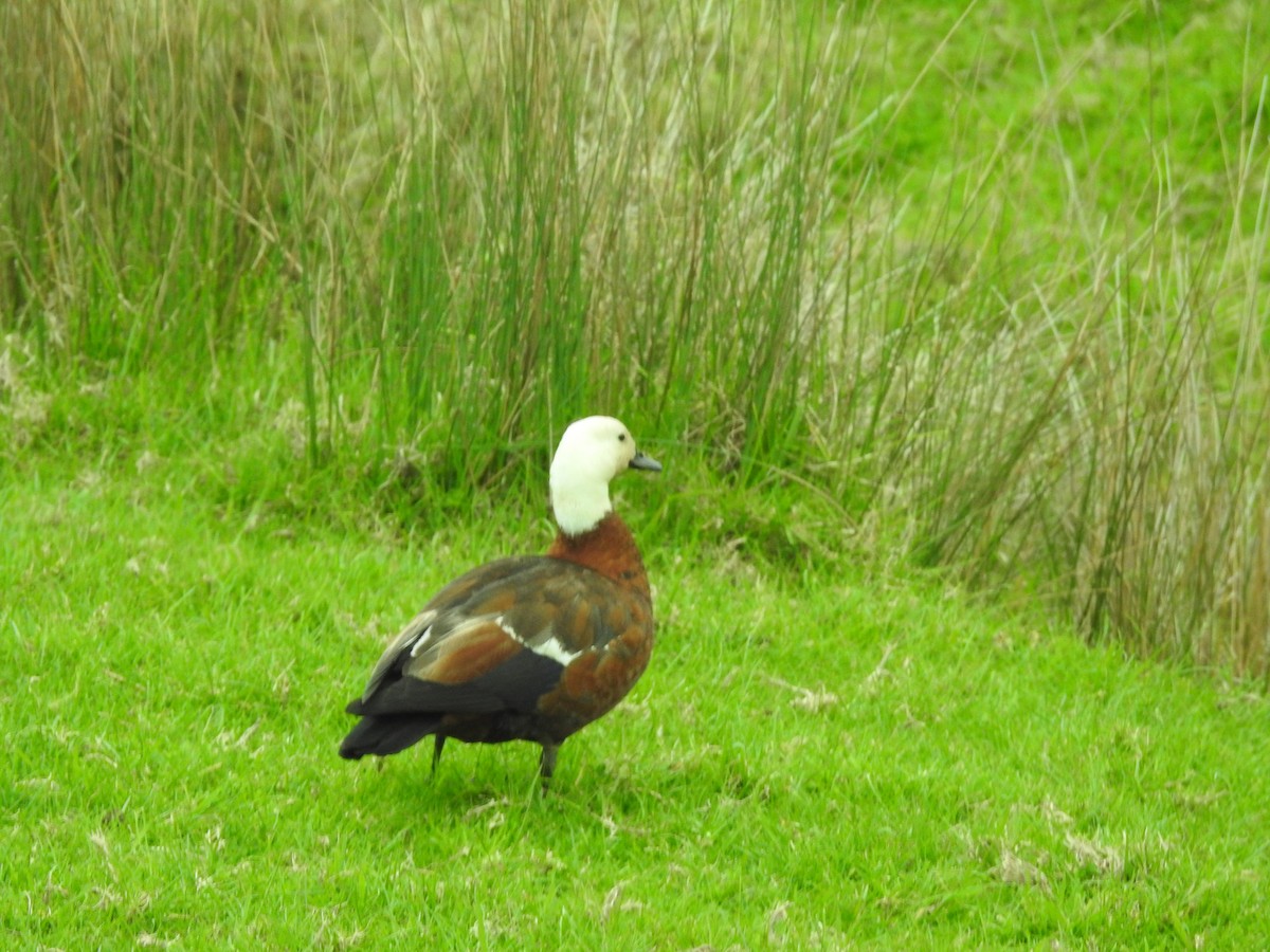 Paradiesgans - ML644473381