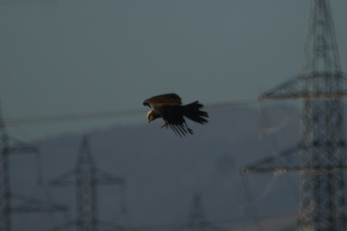 Western Marsh Harrier - ML644473382