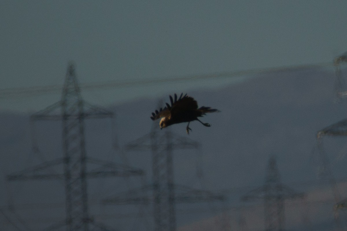 Western Marsh Harrier - ML644473391