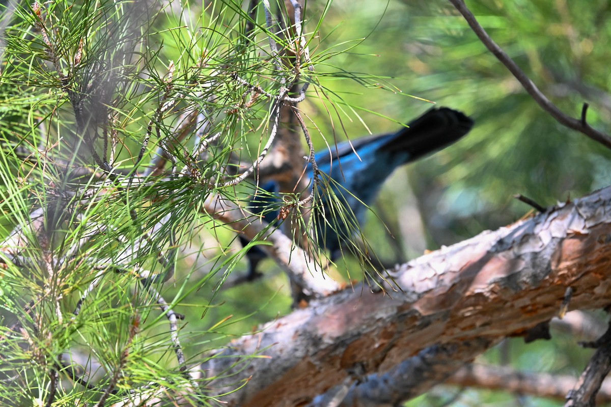 Steller's Jay - ML644473392