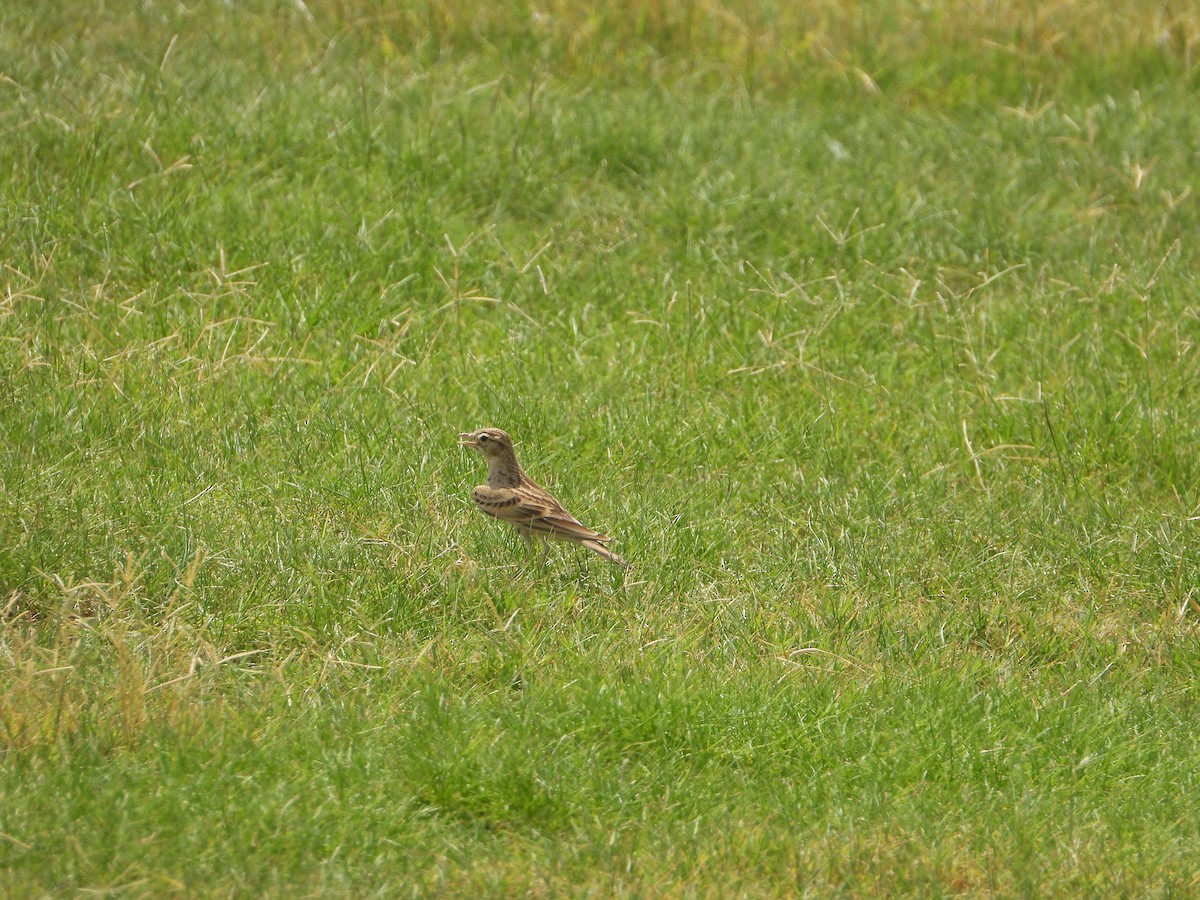 Талын жиргэмэл - ML644473393