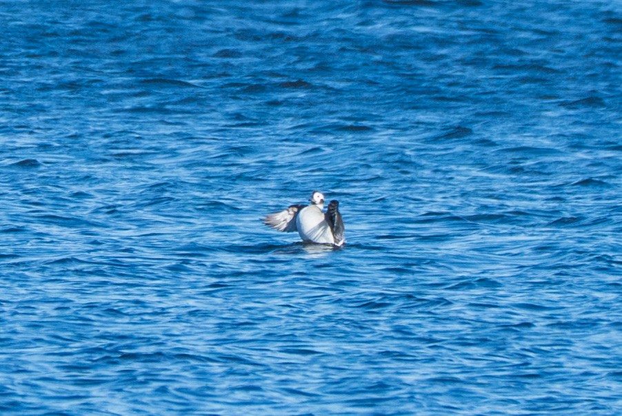 コオリガモ - ML644473395