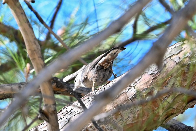 White-breasted Nuthatch - ML644473401