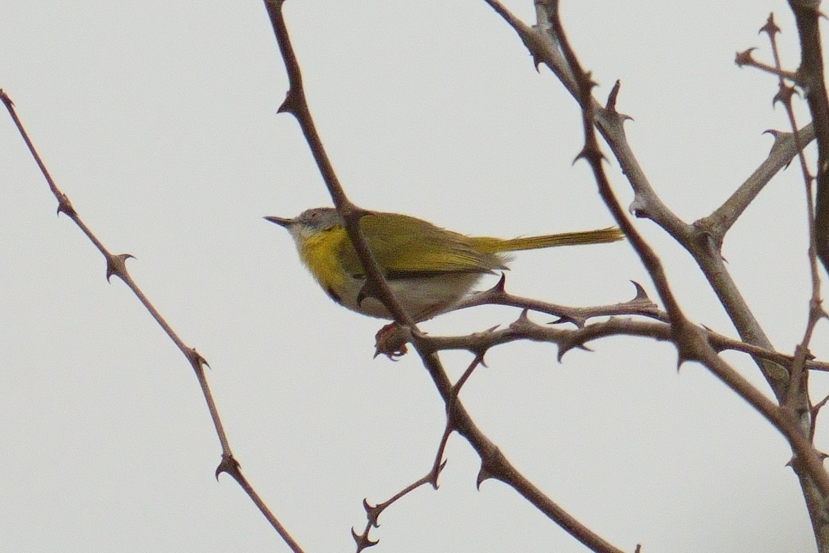 Yellow-breasted Apalis - ML644473407