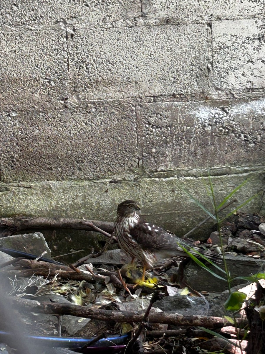 Sharp-shinned Hawk - ML644473411