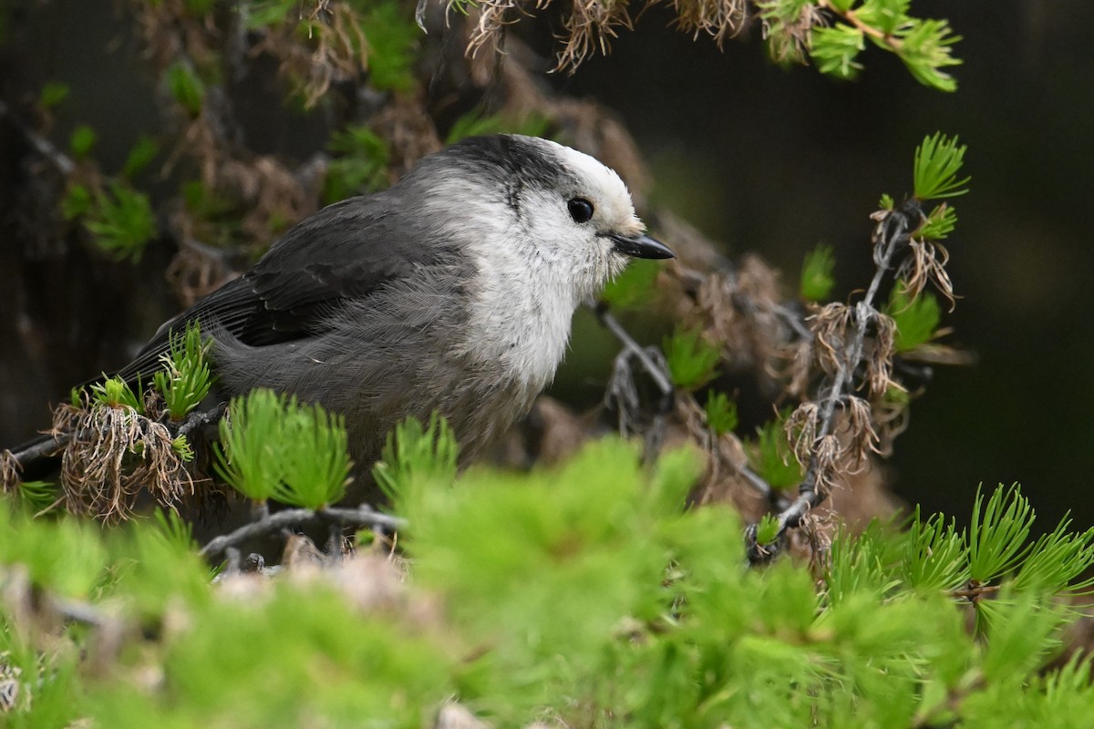 Canada Jay - ML644473412