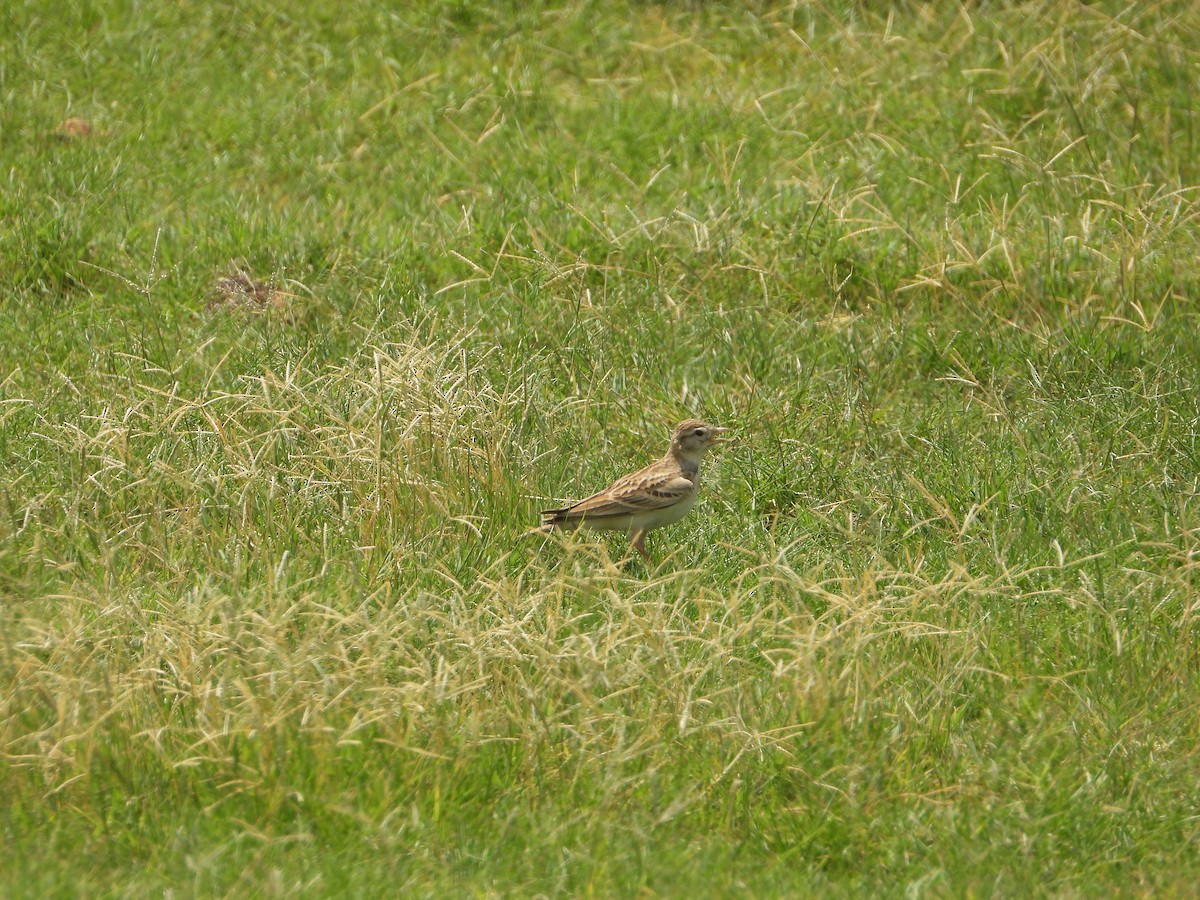 Талын жиргэмэл - ML644473414