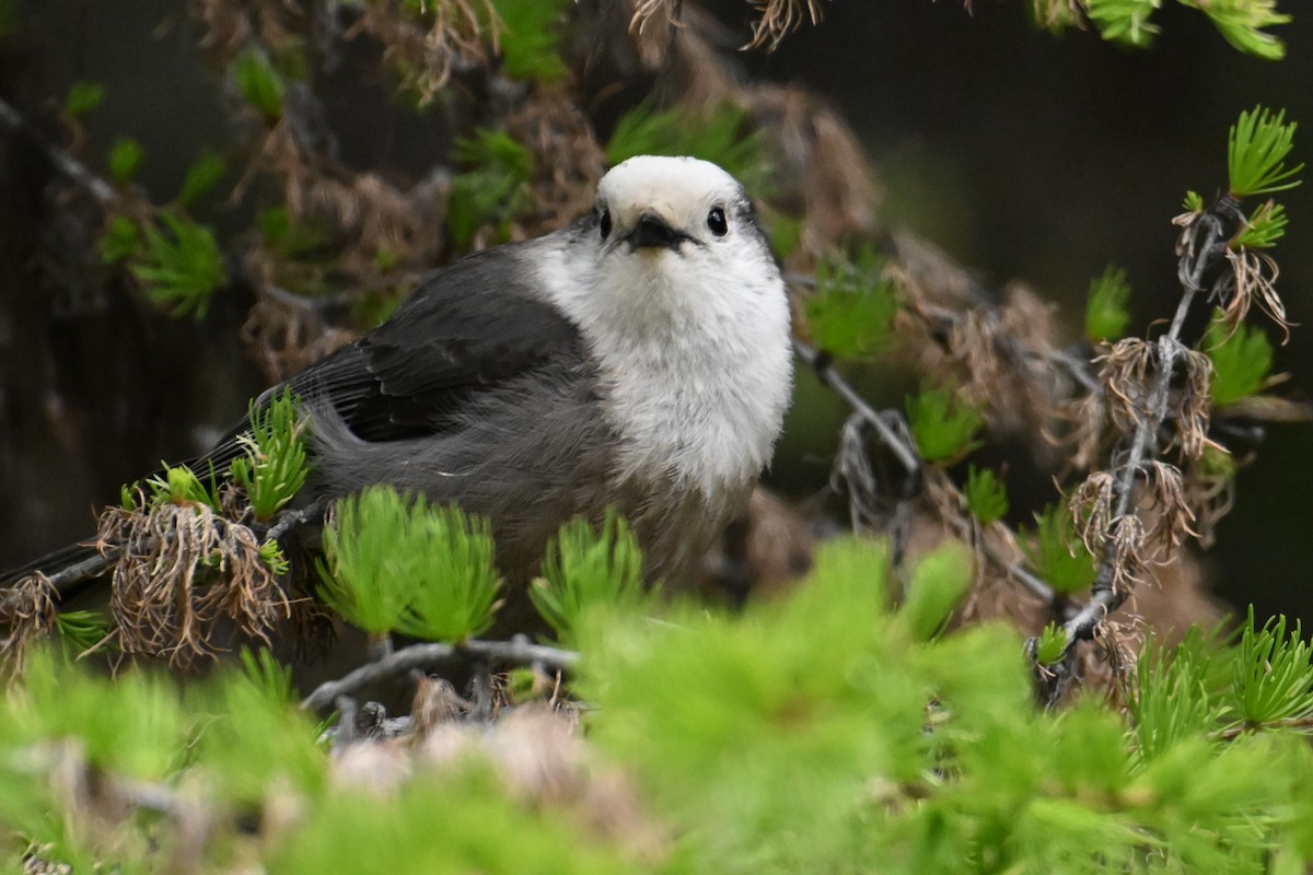 Canada Jay - ML644473415