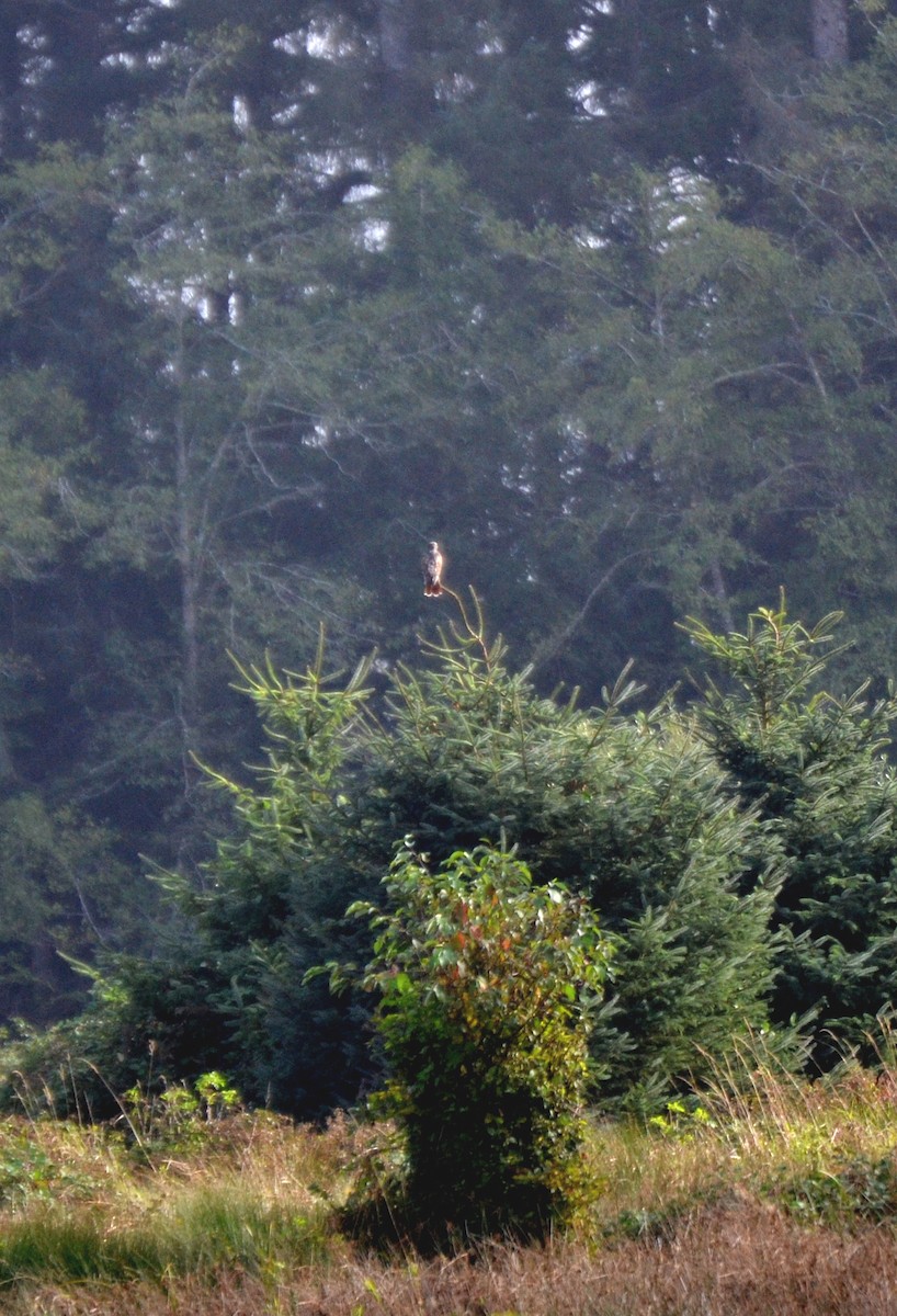 Red-tailed Hawk - ML644473416