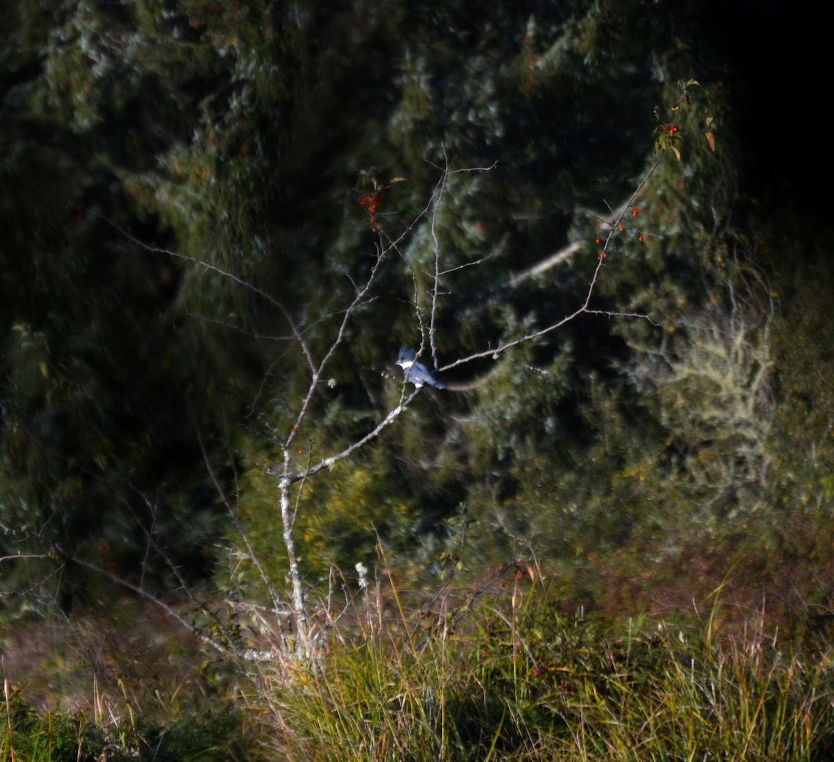 Belted Kingfisher - ML644473417