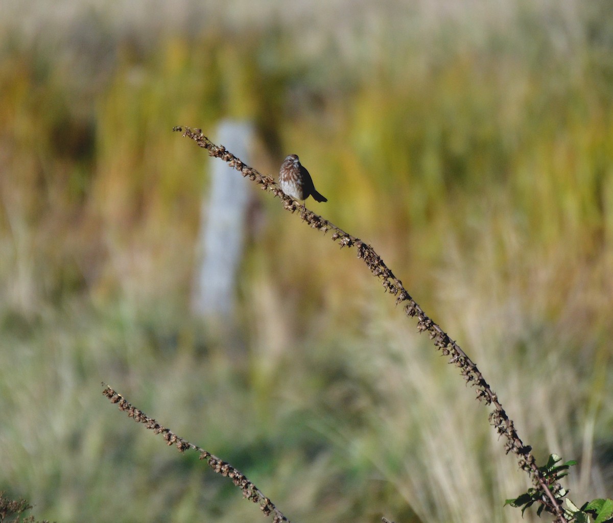 Song Sparrow - ML644473419