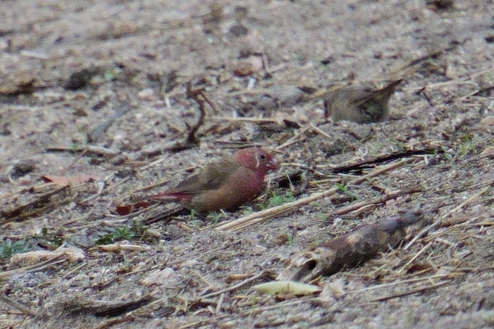 Red-billed Firefinch - ML644473427