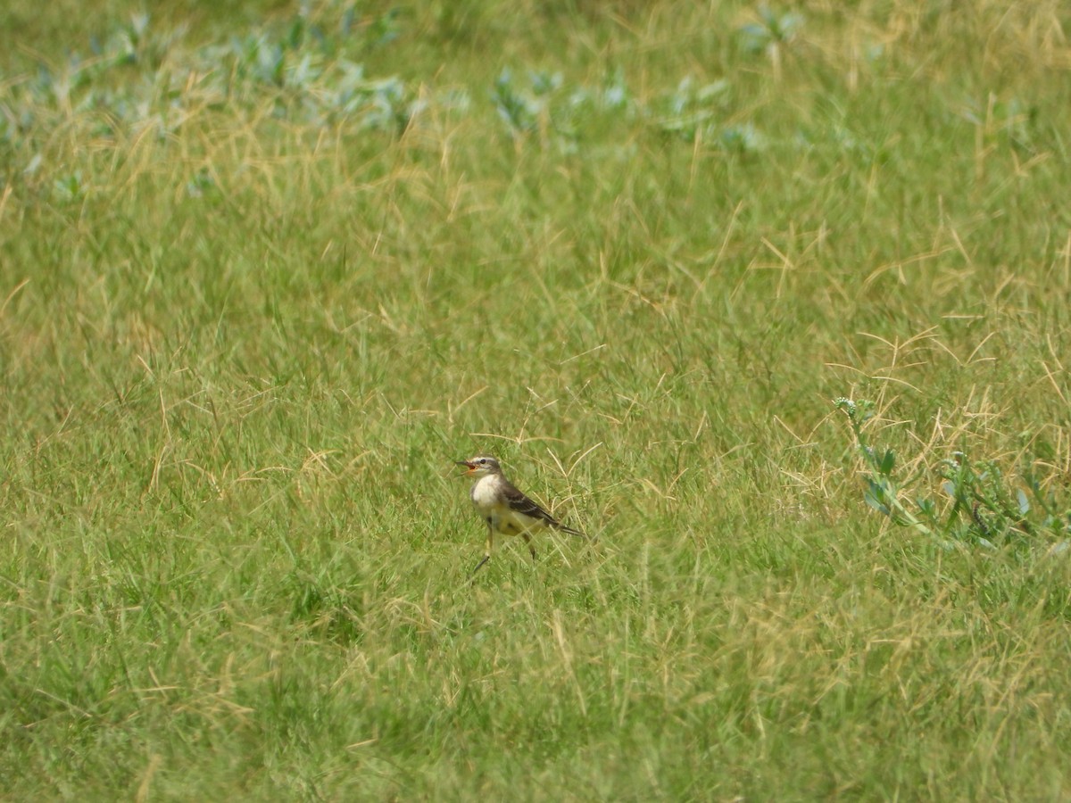 Өрнийн шар цэгцгий - ML644473430