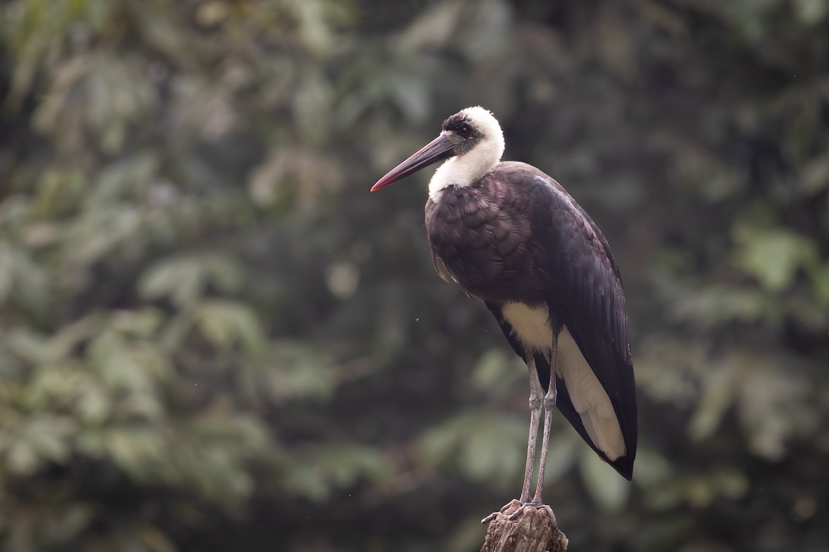 African Woolly-necked Stork - ML644473431