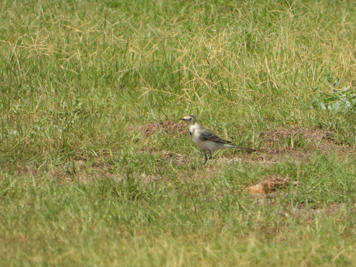 Хөх цэгцгий - ML644473434