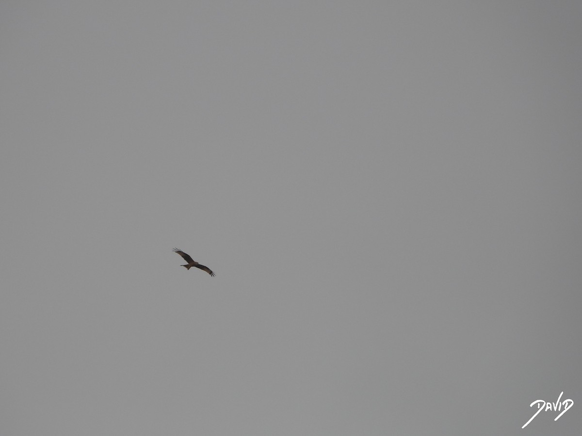Red Kite - ML644473435