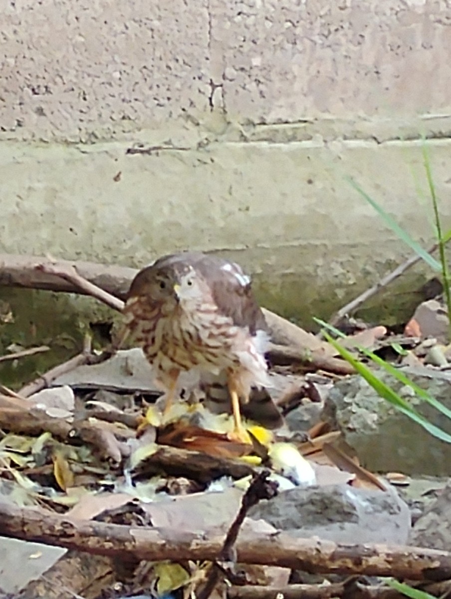 Sharp-shinned Hawk - ML644473436