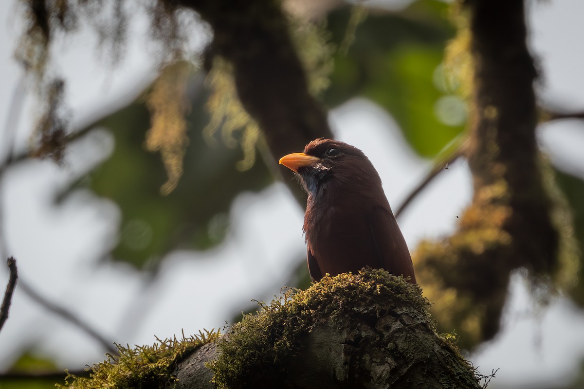 Blue-throated Roller - ML644473437