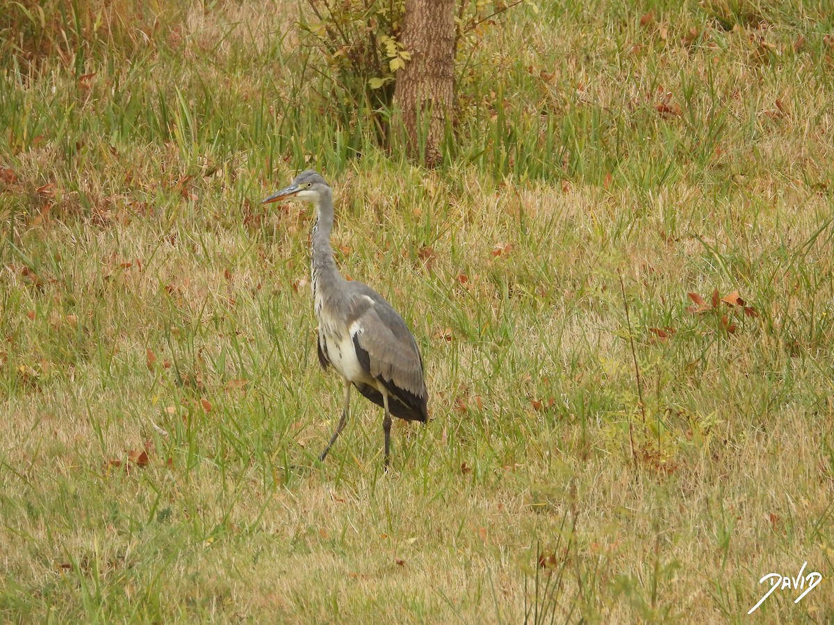 Gray Heron - ML644473441